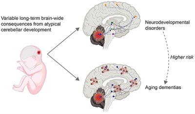 The significance of cerebellar contributions in early-life through aging